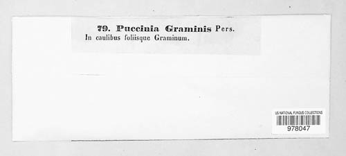Puccinia graminis image